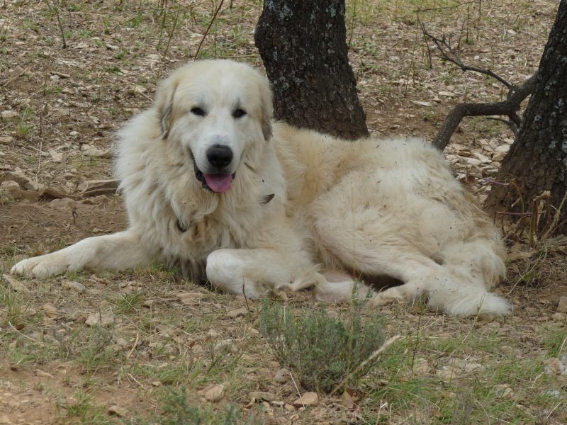 Publication : du Hogan des Vents Auteur : Mathieu Mauriès