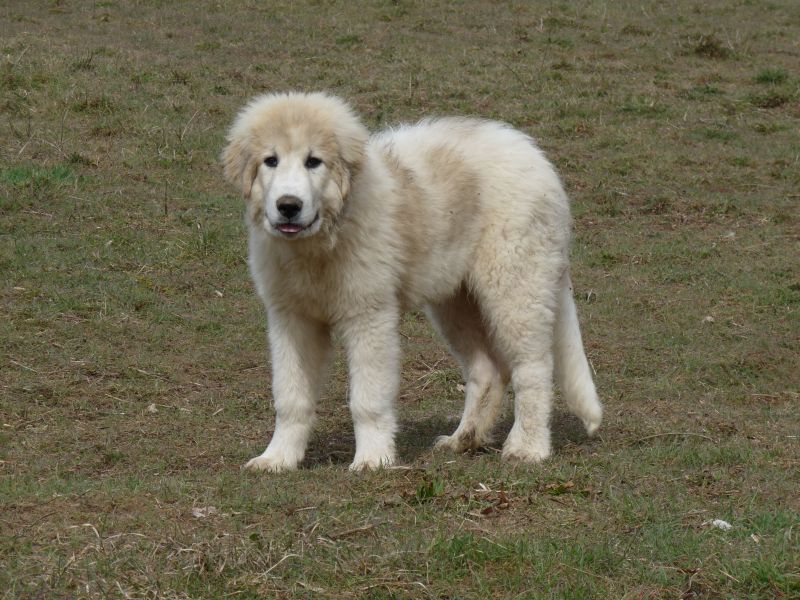 Publication : du Hogan des Vents Auteur : Mathieu Mauriès