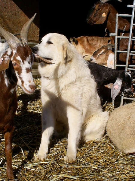 Publication : du Hogan des Vents Auteur : Mathieu Mauriès