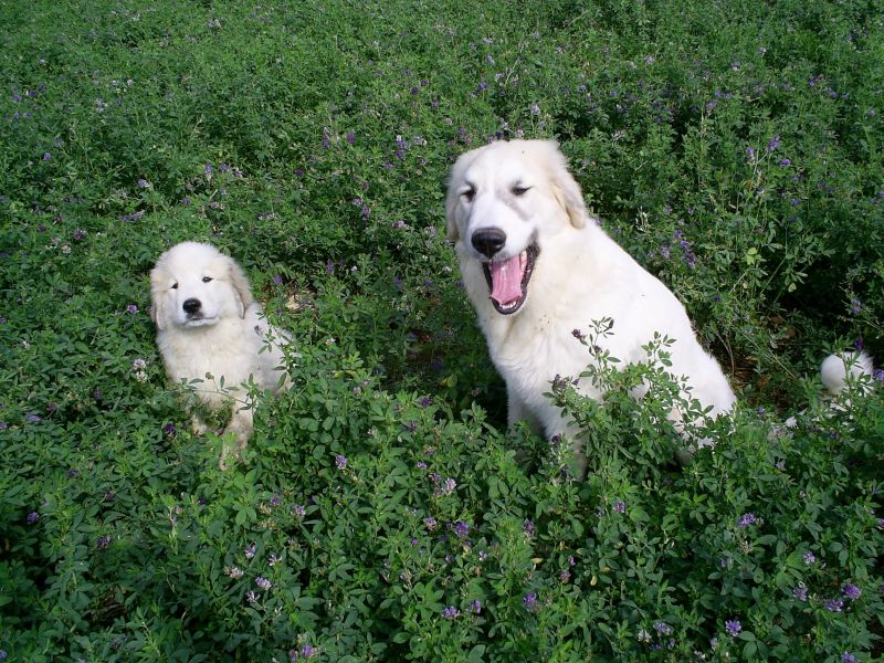 Publication : du Hogan des Vents Auteur : Mathieu Mauriès