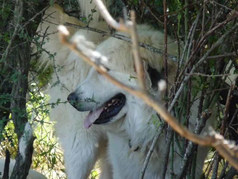 Publication : du Hogan des Vents Auteur : Mathieu Mauriès