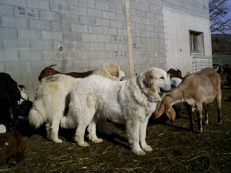 Publication : du Hogan des Vents