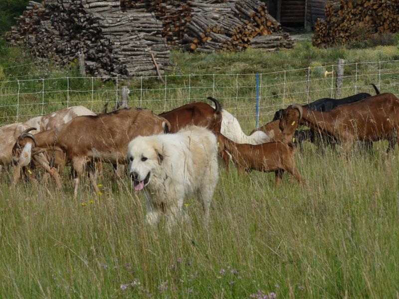 Publication : du Hogan des Vents Auteur : Mathieu Mauriès
