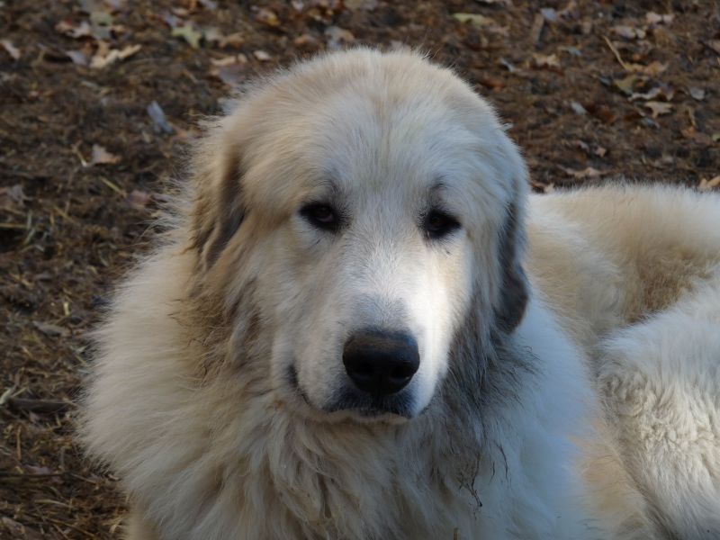 Publication : du Hogan des Vents Auteur : Mathieu Mauriès