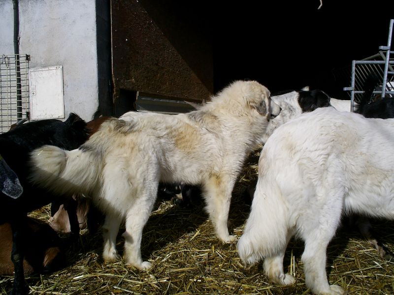 Publication : du Hogan des Vents Auteur : Mathieu Mauriès