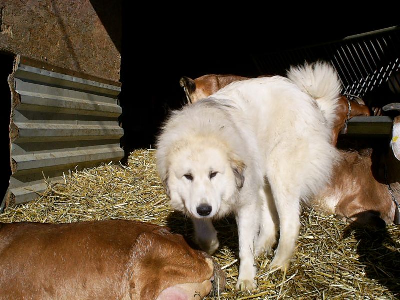 Publication : du Hogan des Vents Auteur : Mathieu Mauriès