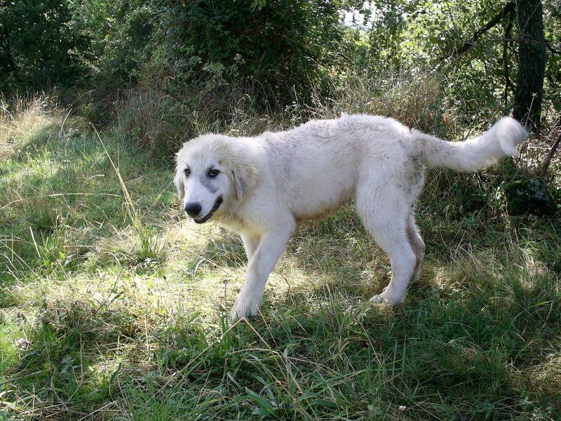 Publication : du Hogan des Vents Auteur : Mathieu Mauriès