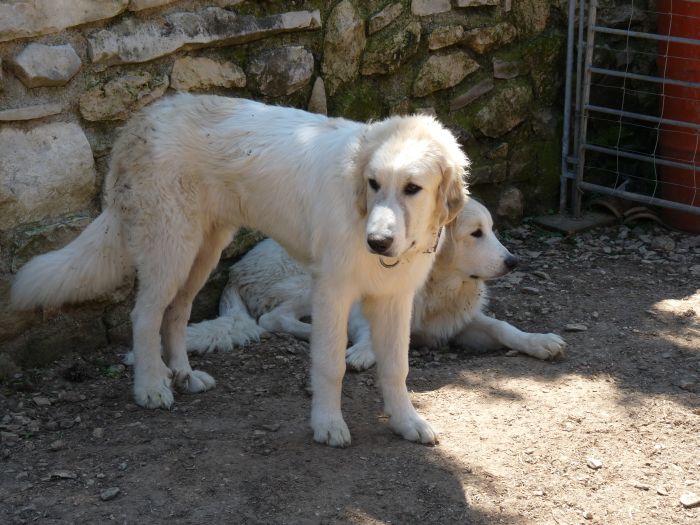 Publication : du Hogan des Vents Auteur : Mathieu Mauriès