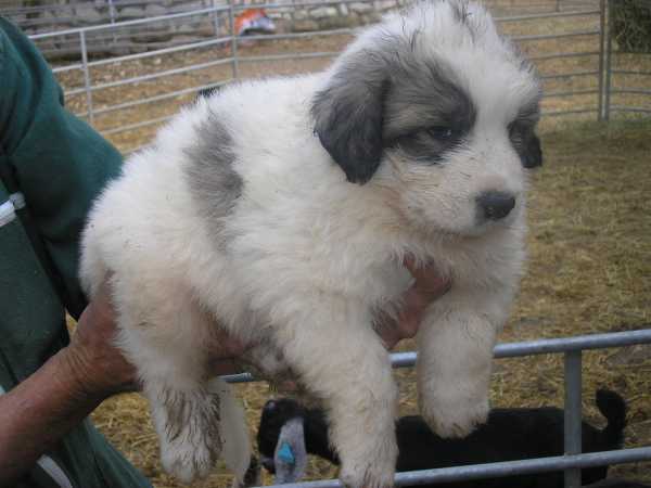 Publication : du Hogan des Vents Auteur : Mathieu Mauriès