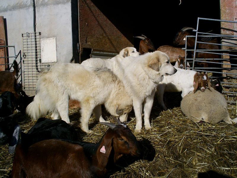 Publication : du Hogan des Vents Auteur : Mathieu Mauriès