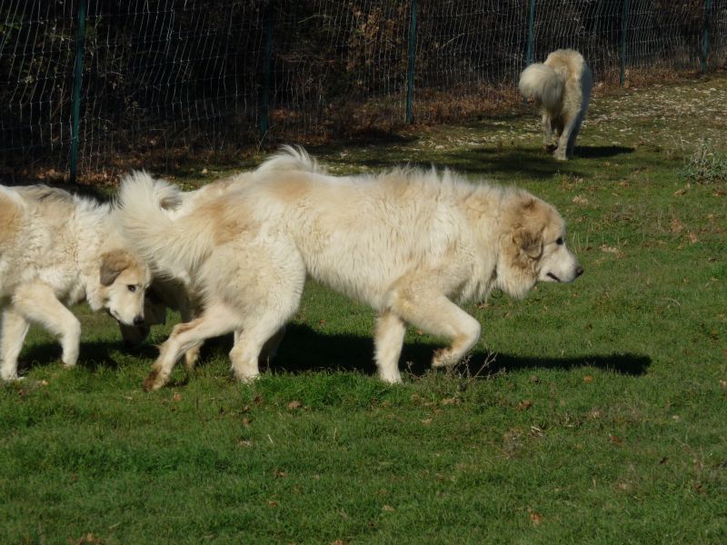 Publication : du Hogan des Vents Auteur : Mathieu Mauriès