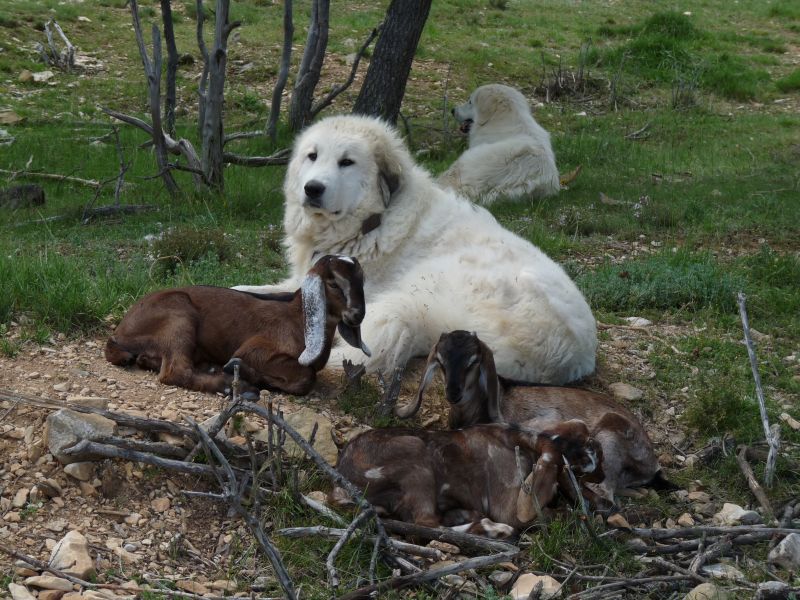 Publication : du Hogan des Vents Auteur : Mathieu Mauriès