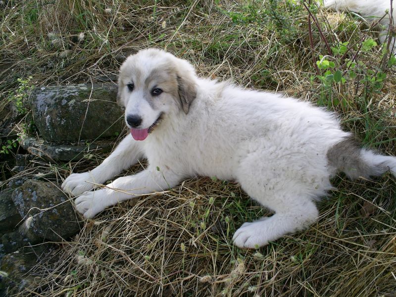 Publication : du Hogan des Vents Auteur : Mathieu Mauriès