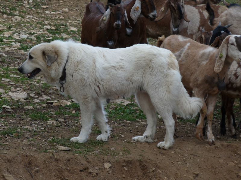 Publication : du Hogan des Vents Auteur : Mathieu Mauriès