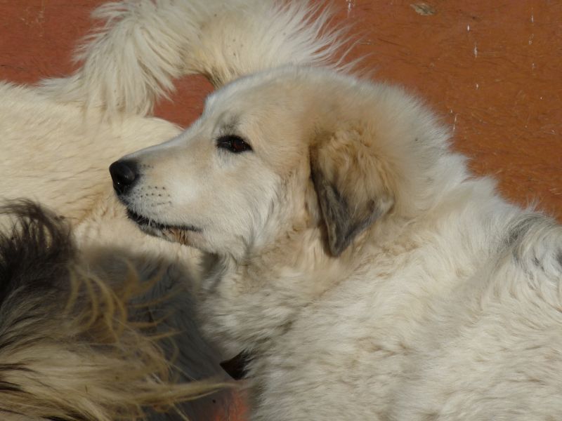 Publication : du Hogan des Vents Auteur : Mathieu Mauriès