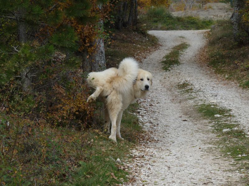 Publication : du Hogan des Vents Auteur : Mathieu Mauriès