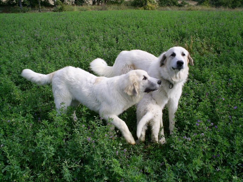 Publication : du Hogan des Vents Auteur : Mathieu Mauriès