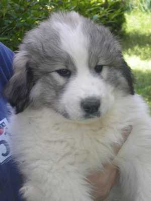 Publication : du Hogan des Vents Auteur : Mathieu Mauriès