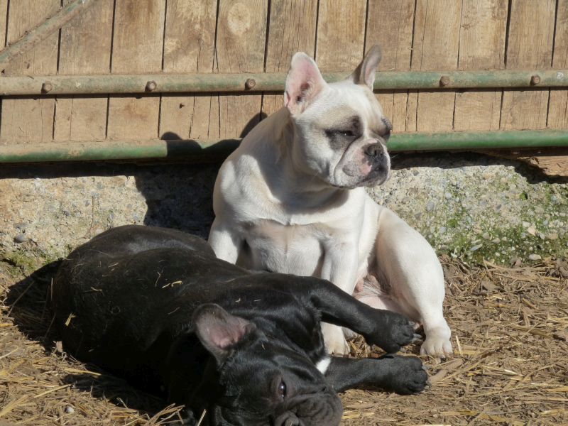 CHIOT du Hogan des Vents - Bouledogue français