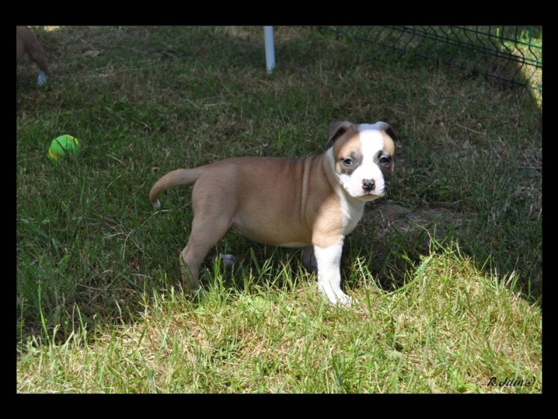 Fatal beauty du Domaine de Kheops