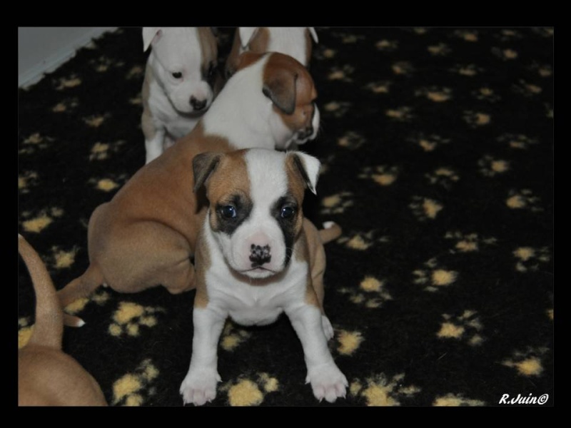 Fatal beauty du Domaine de Kheops