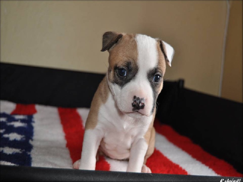 Fatal beauty du Domaine de Kheops