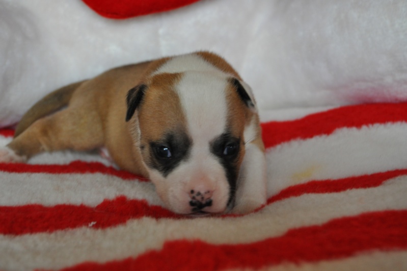 Fatal beauty du Domaine de Kheops