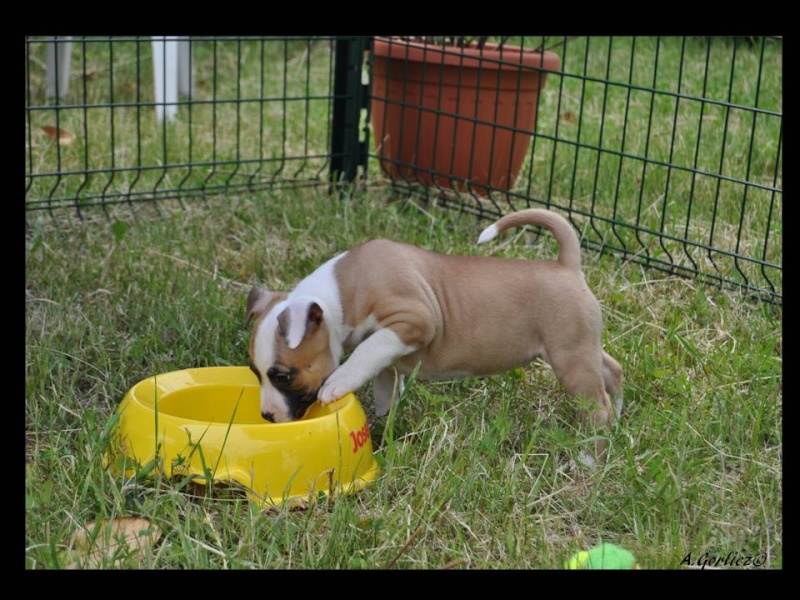 Fatal beauty du Domaine de Kheops