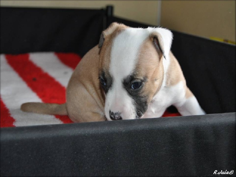 Fatal beauty du Domaine de Kheops