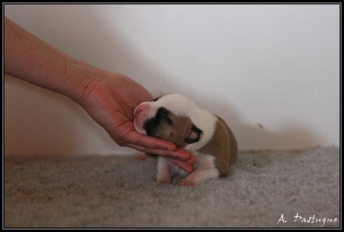 Fatal beauty du Domaine de Kheops