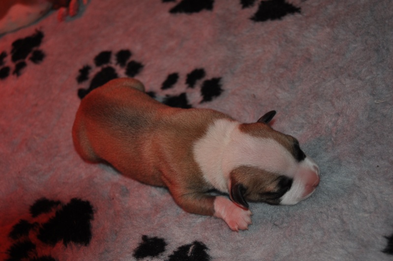 Fatal beauty du Domaine de Kheops