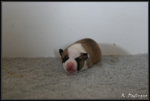 Fatal beauty du Domaine de Kheops