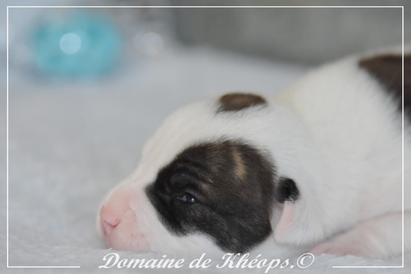 Blood of my blood du Domaine de kheops