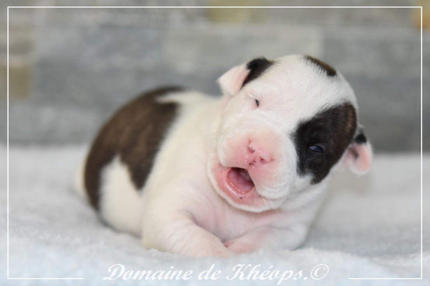 Brave Bloodline du Domaine de Kheops