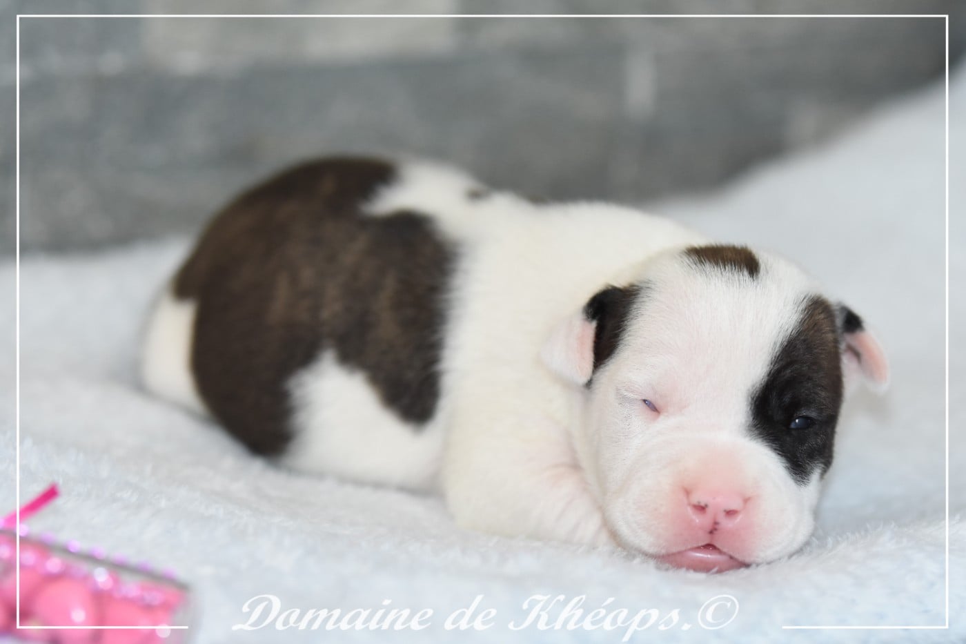 Brave Bloodline du Domaine de Kheops