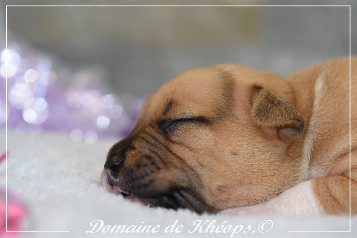 Burning Promise du Domaine de Kheops