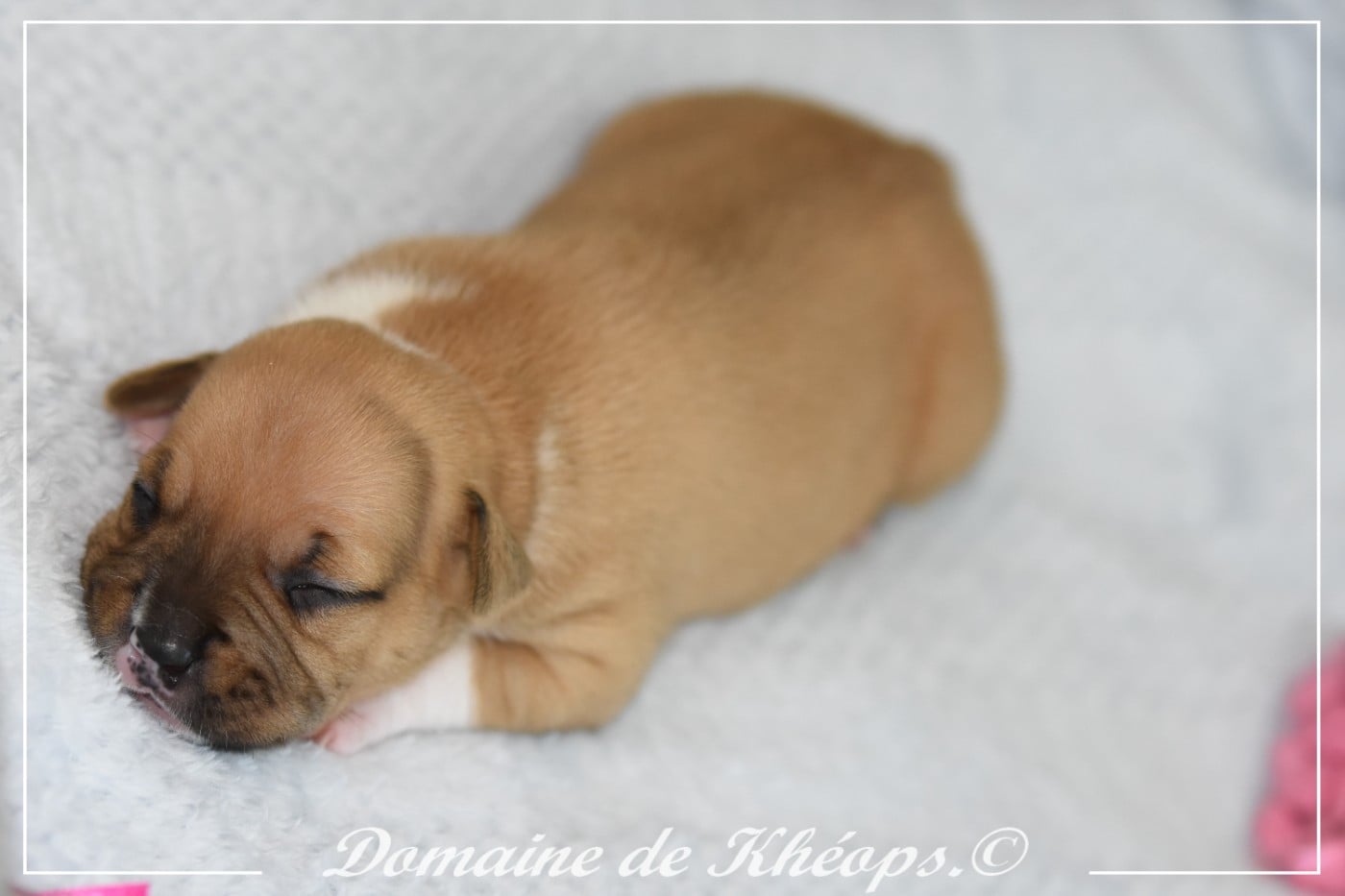 Burning Promise du Domaine de Kheops
