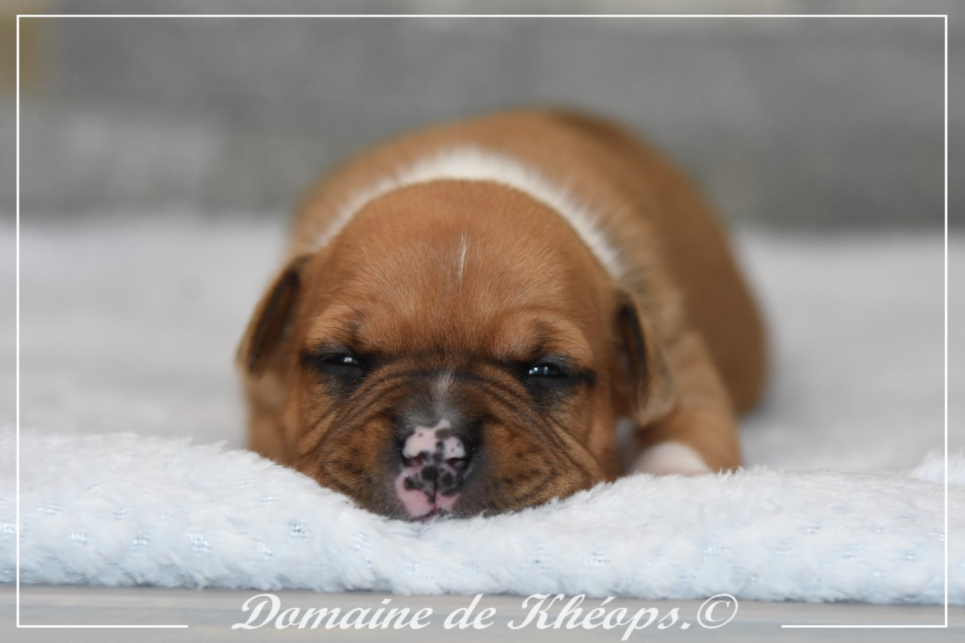 Bright Precious Summer du Domaine de Kheops