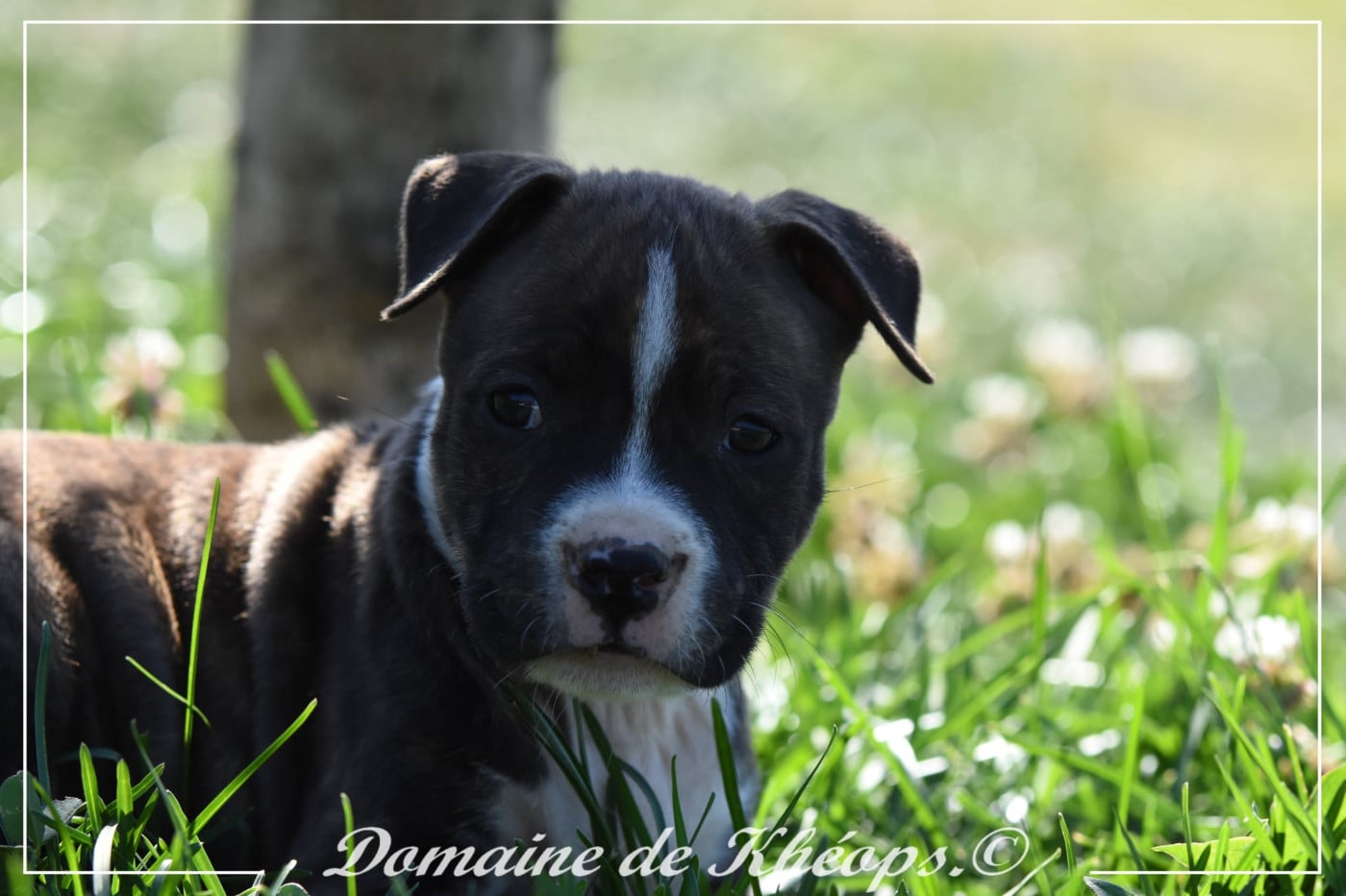 Breath of tomorrow du domaine de kheops