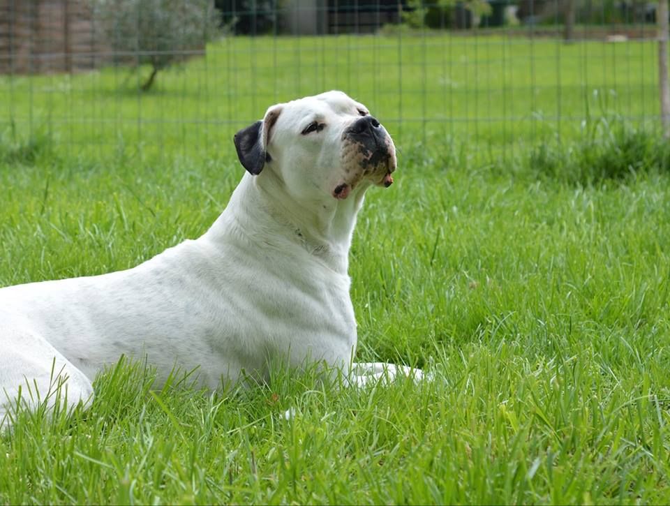 Little sugar del Sueno Latino