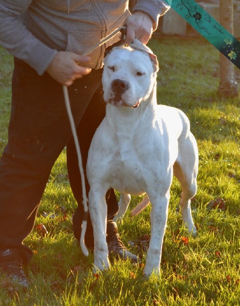 Little sugar del Sueno Latino