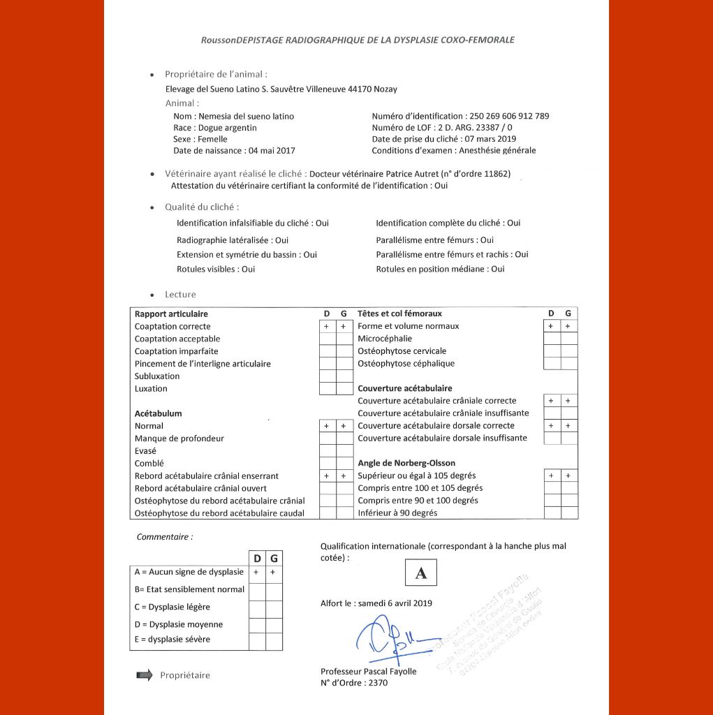 Nemesia del Sueno Latino
