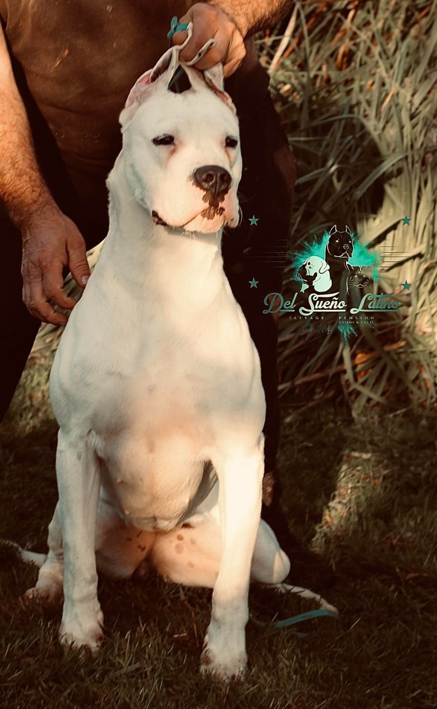 VANINA del Sueno Latino