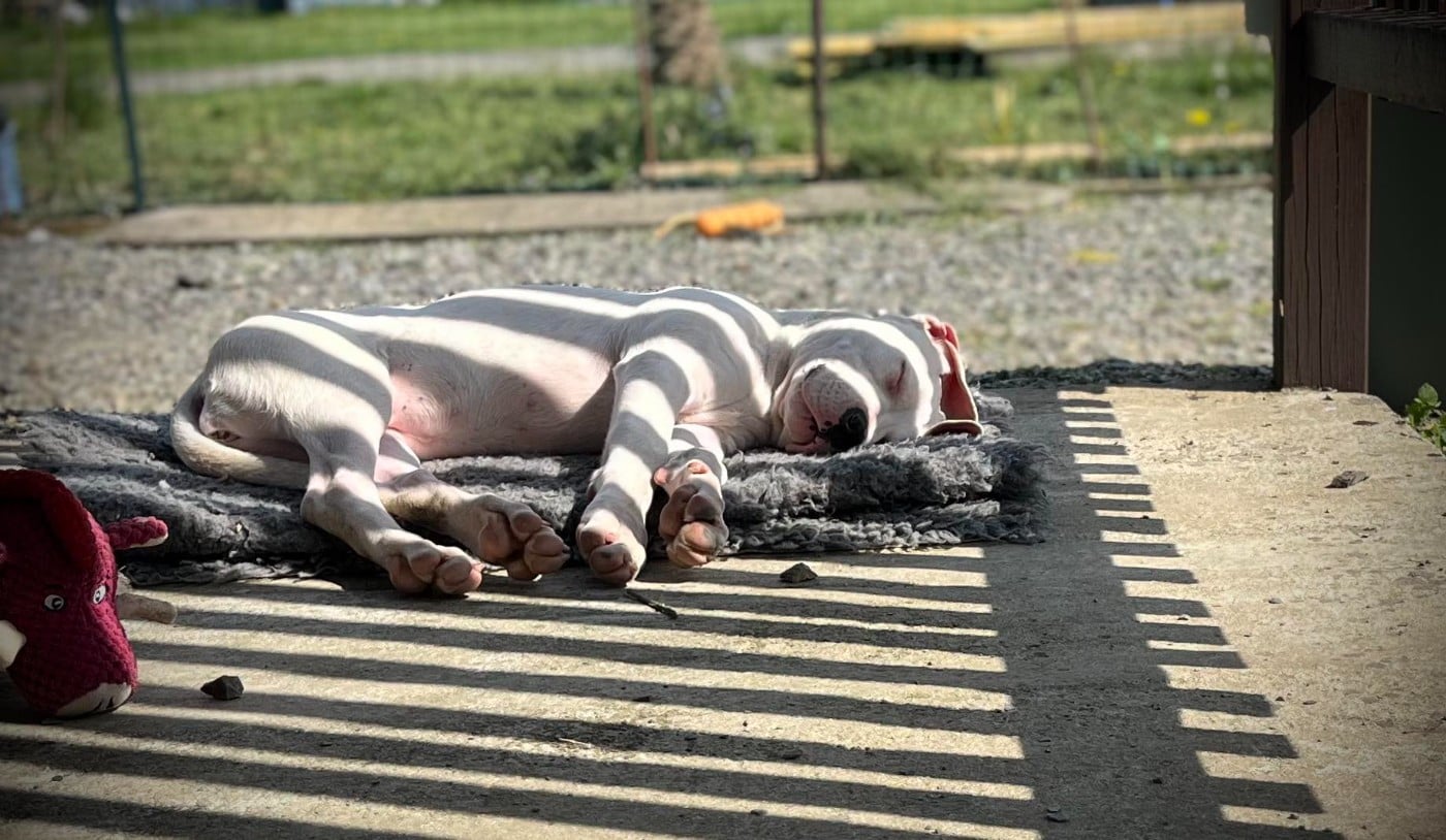 VANINA del Sueno Latino