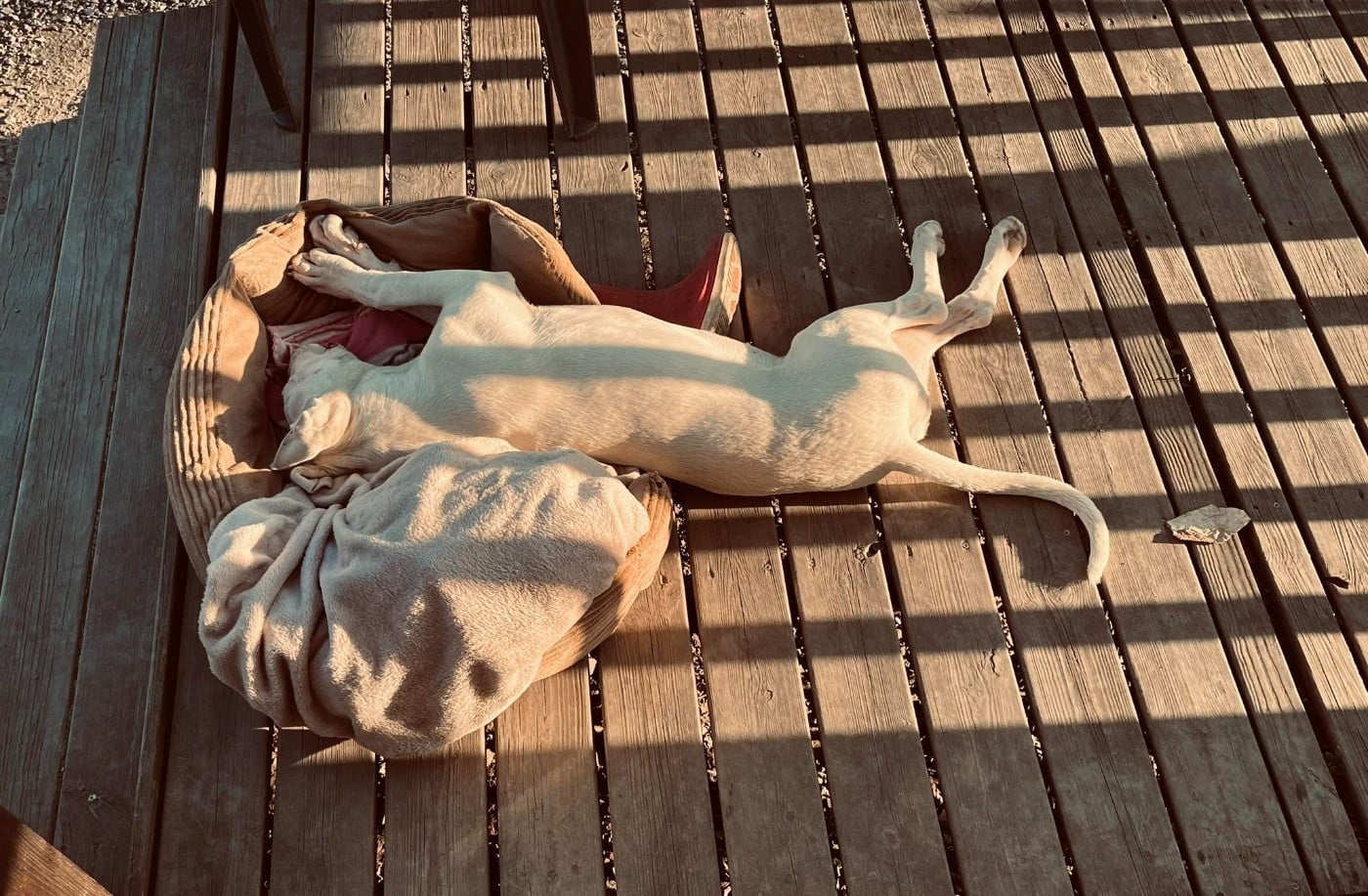 VANINA del Sueno Latino