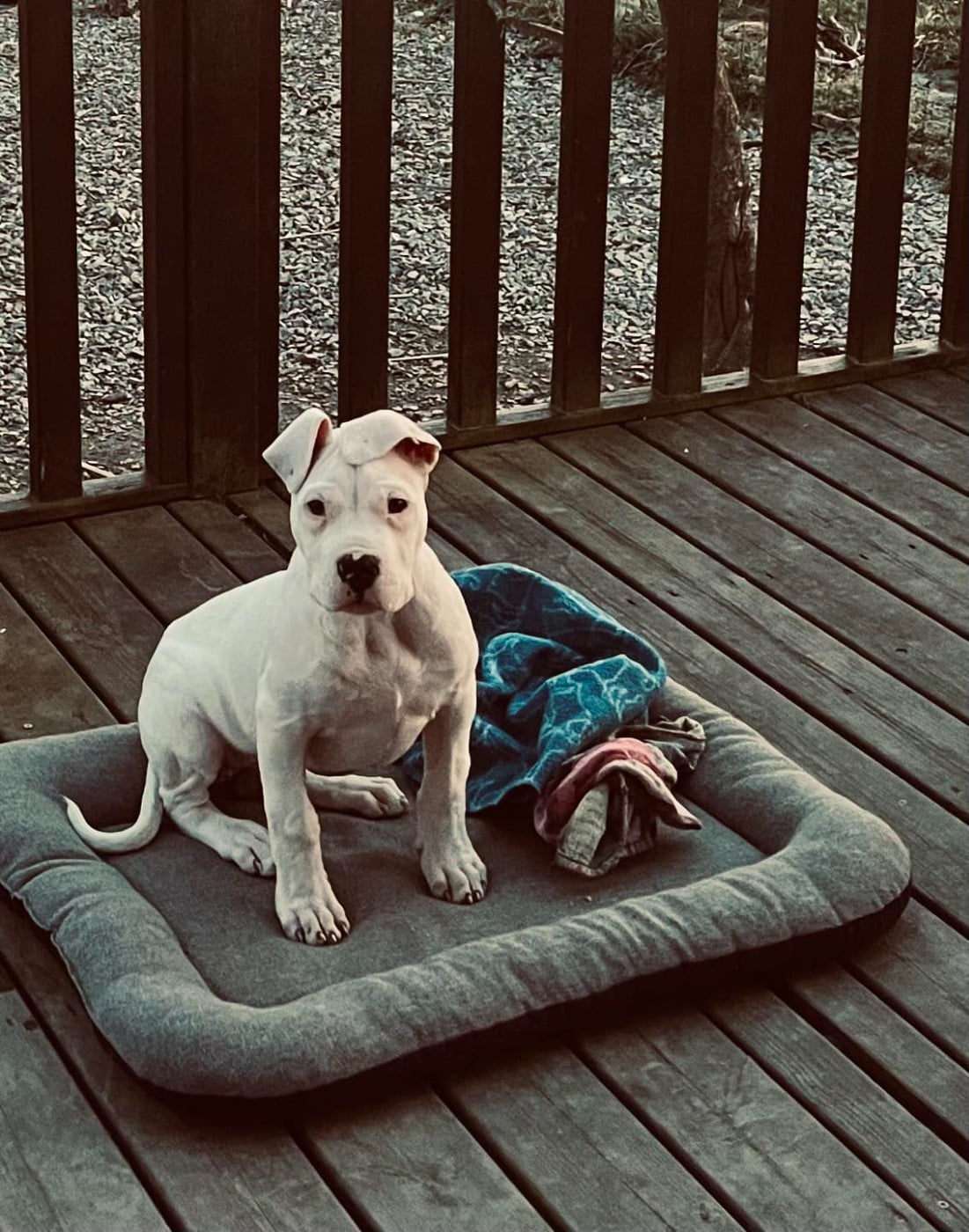 VANINA del Sueno Latino