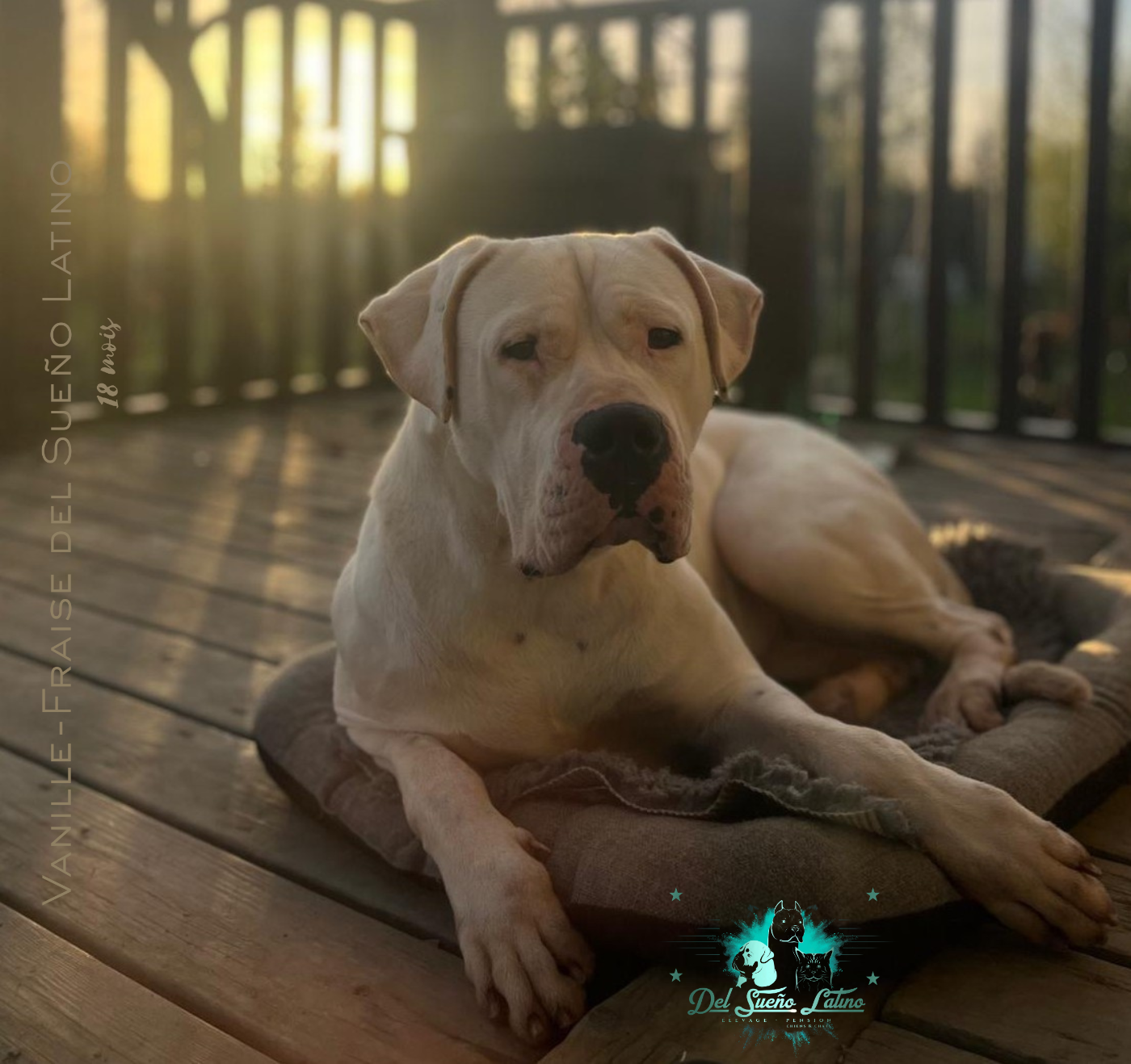 Publication : del Sueno Latino Auteur : Del Sueno Latino