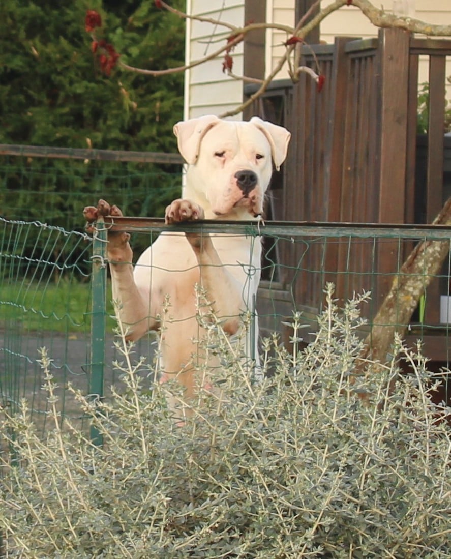 Publication : del Sueno Latino Auteur : Del Sueno Latino