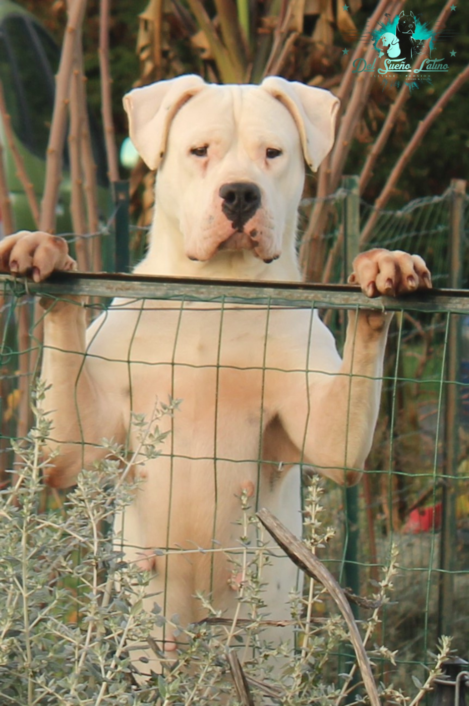 Publication : del Sueno Latino Auteur : Del Sueno Latino