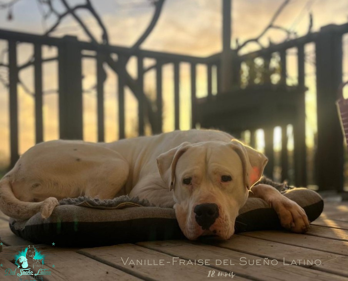 Publication : del Sueno Latino Auteur : Del Sueno Latino